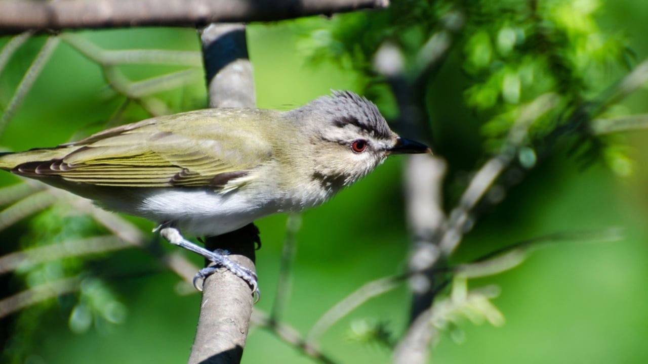 10 Bird Species You're Most Likely to Spot in North America 11 10 Bird Species You're Most Likely to Spot in North America - red eyed vireo dp37142823