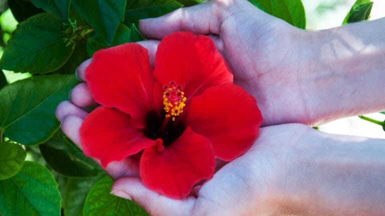 12 Easy Tricks for Thriving Hibiscus Plants - red hibiscus flower ss477171826