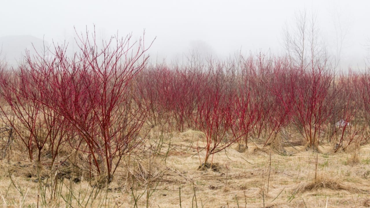 14 Shrubs That Make Winter Gardens Feel Alive Again 6 14 Shrubs That Make Winter Gardens Feel Alive Again - red osier dogwood ss1079540618