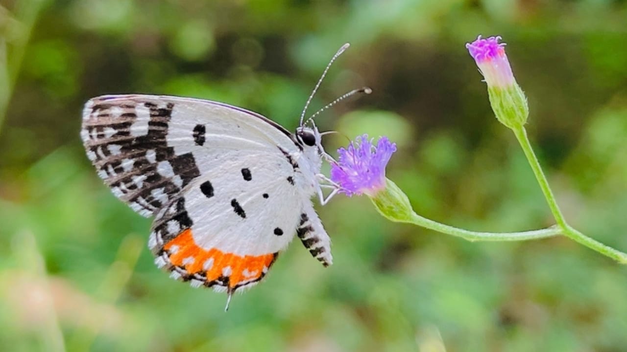 13 of the World’s Rarest Butterflies You’ll Be Lucky to See Even Once 14 13 of the World’s Rarest Butterflies You’ll Be Lucky to See Even Once - red perriot ss2301547745