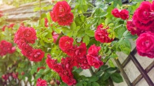 Transform Your Fence with Fragrant Climbing Roses for Privacy & Charm 1 Transform Your Fence with Fragrant Climbing Roses for Privacy & Charm - red roses dp124073608