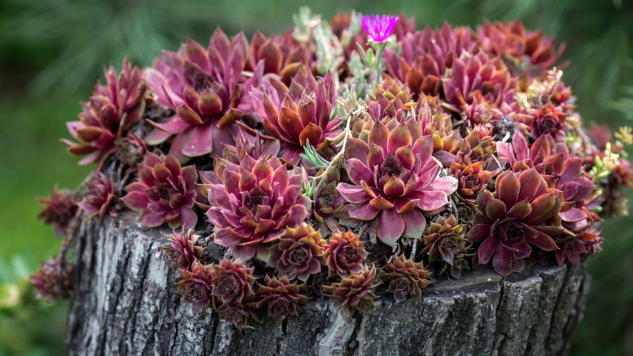 15 Succulents That Keep Weeds at Bay in Even the Driest Gardens 6 15 Succulents That Keep Weeds at Bay in Even the Driest Gardens - red rubin hens and chicks ss1418541656