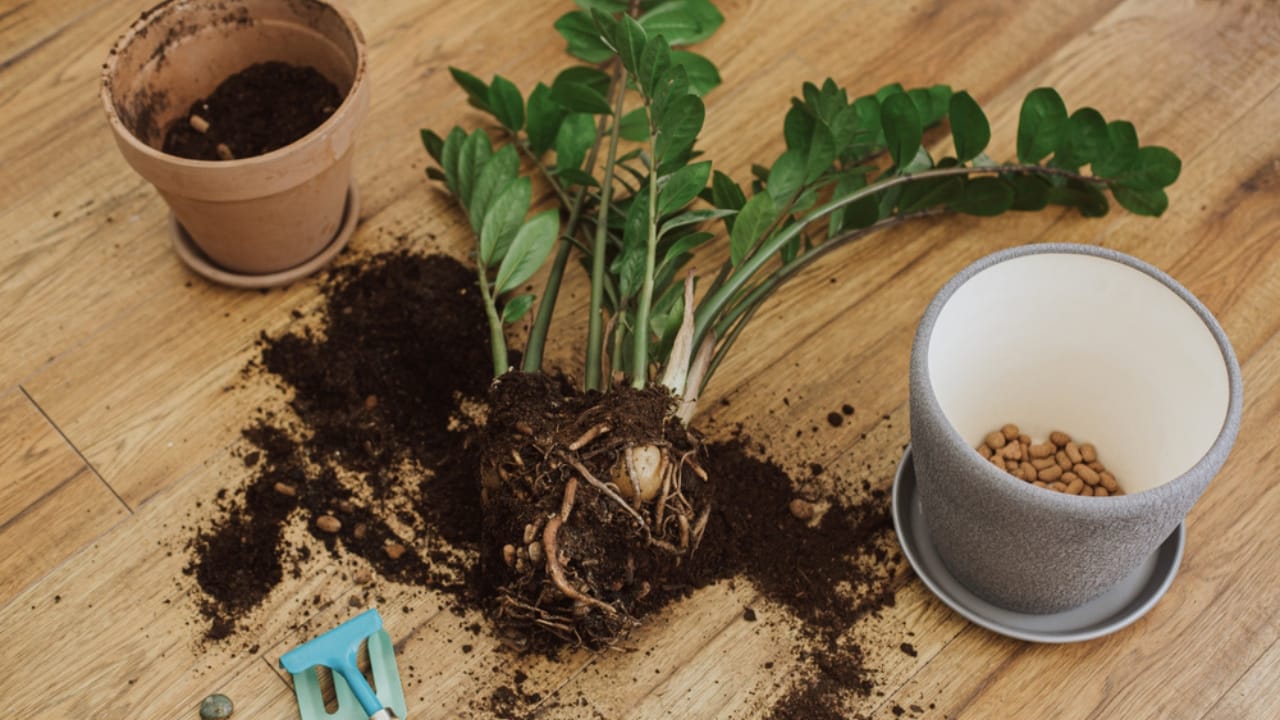 Stop Tossing Those Pistachio Shells... Here's What to Do Instead - removing plant in pot dp467385572