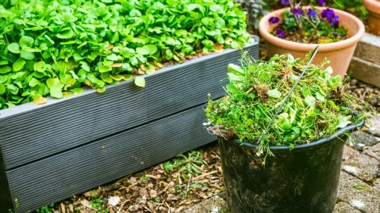 The 15 Best Native Plants to Keep Weeds Out of Your Garden Naturally 10 The 15 Best Native Plants to Keep Weeds Out of Your Garden Naturally - removing weeds garden ss2281385025