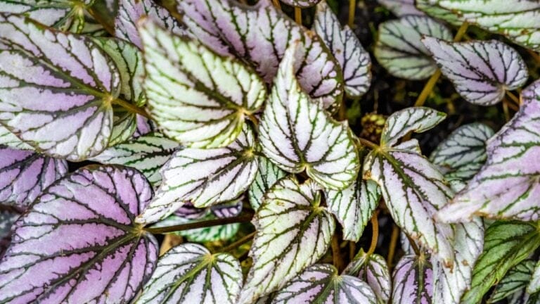 Mastering Rex Begonia Care: Expert Tips for Thriving, Colorful Foliage 8 Mastering Rex Begonia Care: Expert Tips for Thriving, Colorful Foliage - rex begonia dp357845580