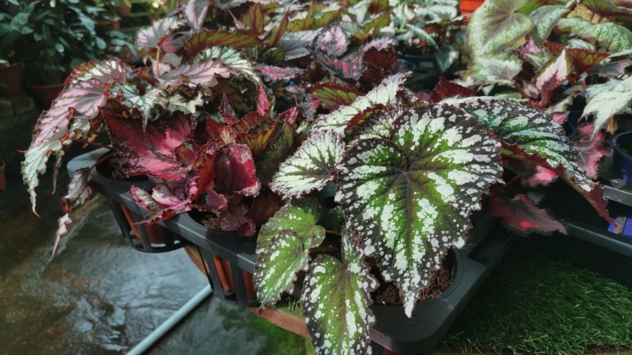 12 Plants to Complement Sage Green and Boost Wellness 7 12 Plants to Complement Sage Green and Boost Wellness -