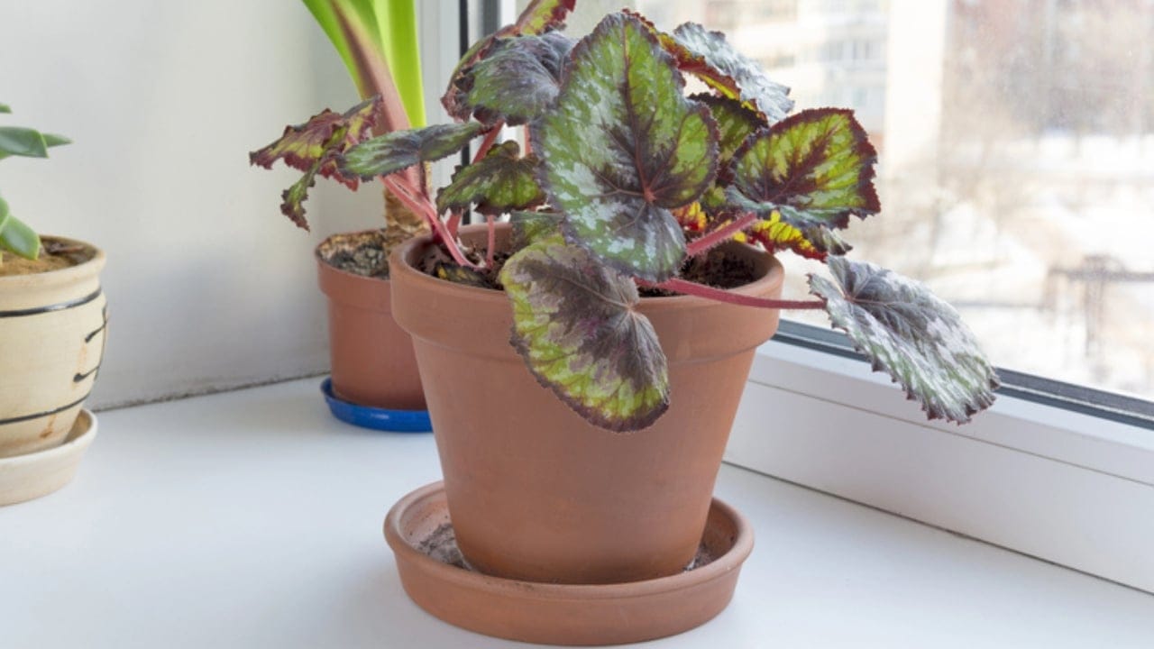 Mastering Rex Begonia Care: Expert Tips for Thriving, Colorful Foliage 5 Mastering Rex Begonia Care: Expert Tips for Thriving, Colorful Foliage -