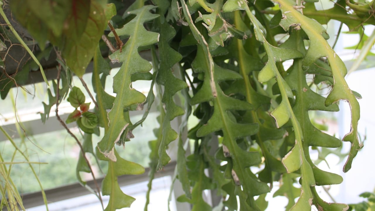 Breathe Easy: 30 Air-Purifying Bedroom Plants for Deeper, More Restful Sleep 15 Breathe Easy: 30 Air-Purifying Bedroom Plants for Deeper, More Restful Sleep - ric rac cactus wc