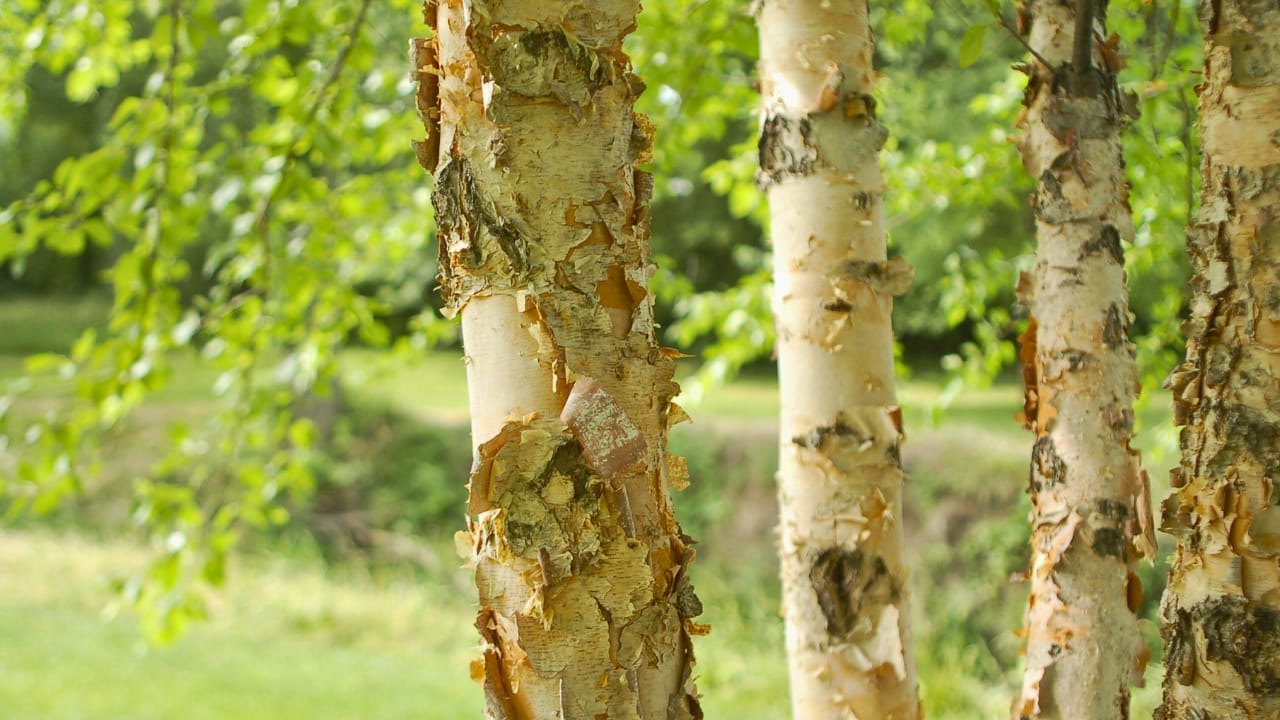10 Beautiful Privacy Trees to Transform Your Fence Line into a Secluded Oasis 7 10 Beautiful Privacy Trees to Transform Your Fence Line into a Secluded Oasis - river Birch Trees ss688347799 degm