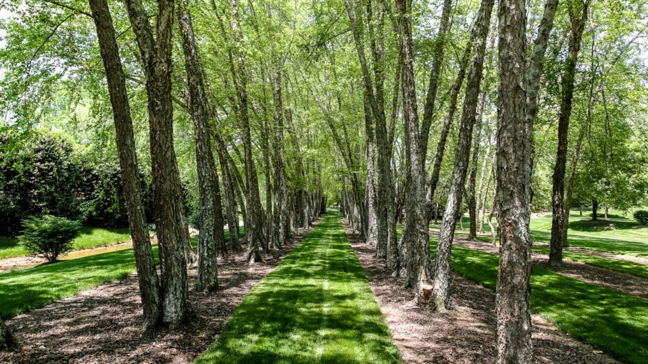 Boost Your Home’s Value by 15% With These 10 Stunning Trees 11 Boost Your Home’s Value by 15% With These 10 Stunning Trees - river birch ss293579204