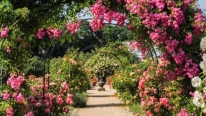 15 Flowering Vines That Beat the Weeds Every Time 1 15 Flowering Vines That Beat the Weeds Every Time - rose arch ss2023789898