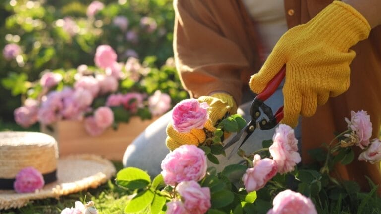 10 Plants to Skip Pruning in October— Here’s Why Timing Matters 8 10 Plants to Skip Pruning in October— Here’s Why Timing Matters - rose pruning ss2210209051