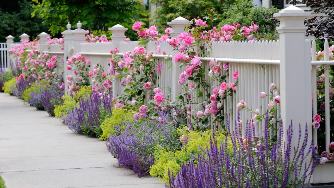 Front Yard Upgrades: 25 Simple Landscaping Ideas That Add Value - roses in fence ss34536667