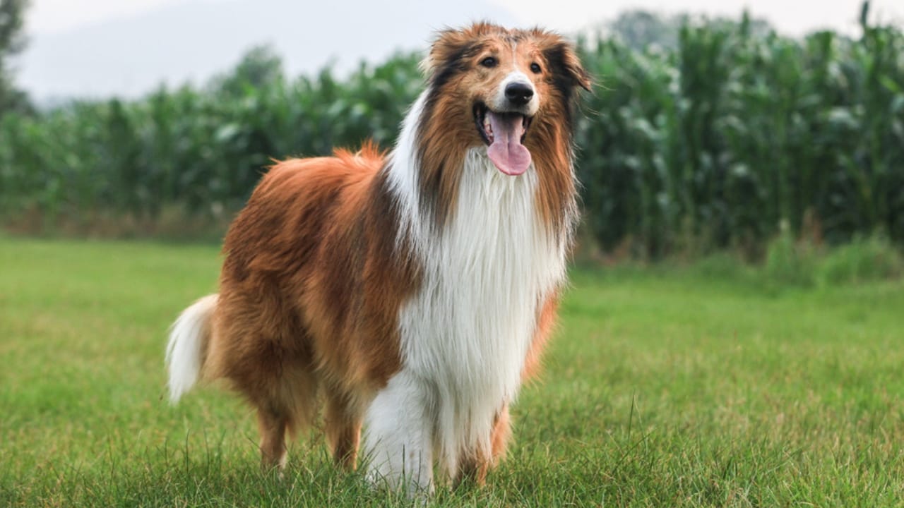 15 Dog Breeds Known for Their Fluffy, Cuddly Puppies - rough collie dp103953784