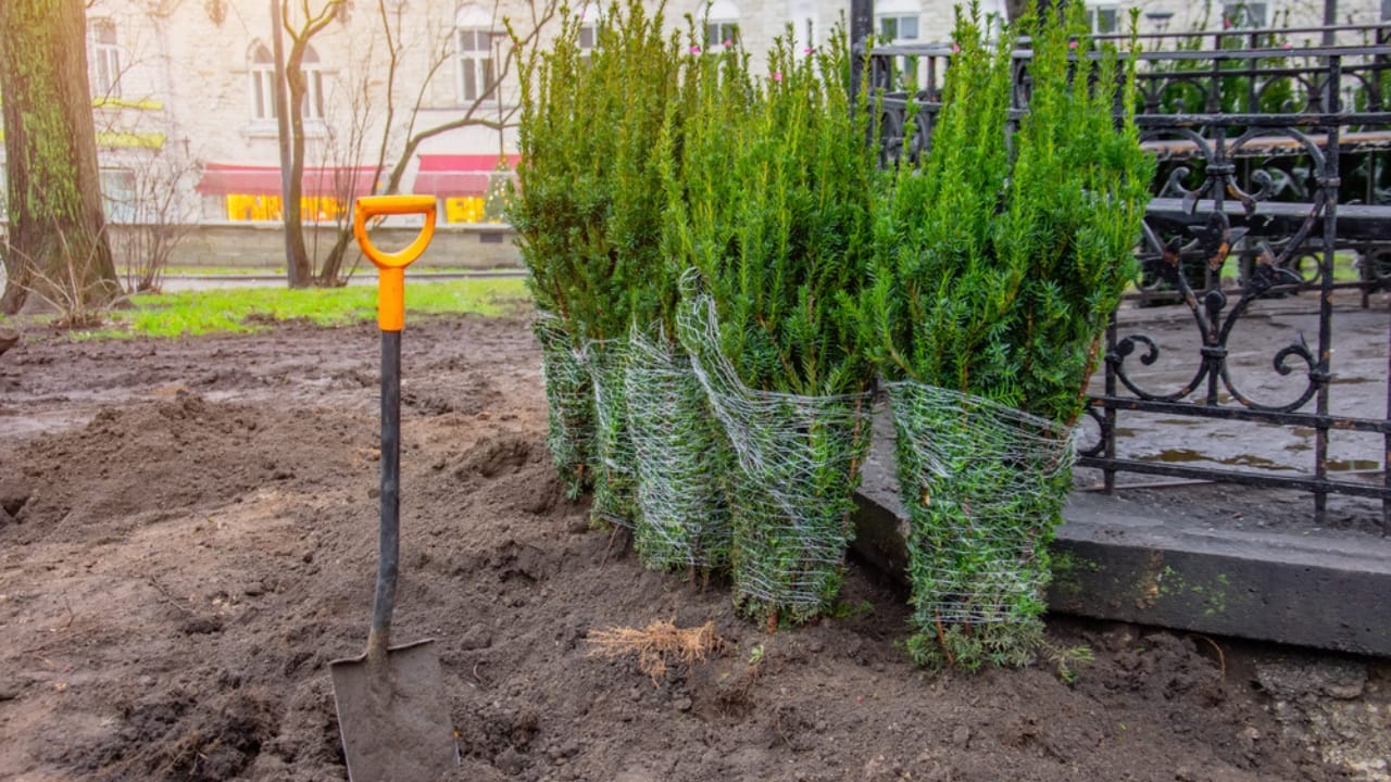 10 Beautiful Privacy Trees to Transform Your Fence Line into a Secluded Oasis 12 10 Beautiful Privacy Trees to Transform Your Fence Line into a Secluded Oasis - row of coniferous spruce dp323617450