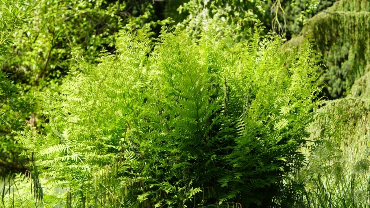 Achieve a Weed-Free Garden with These 15 Perennial Ferns 17 Achieve a Weed-Free Garden with These 15 Perennial Ferns - royal fern ss2463831055
