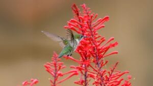 Use These Firebush Tips to Make Your Yard a Hummingbird Haven 1 Use These Firebush Tips to Make Your Yard a Hummingbird Haven - ruby throated hummingbird flying in firebush dp653922894