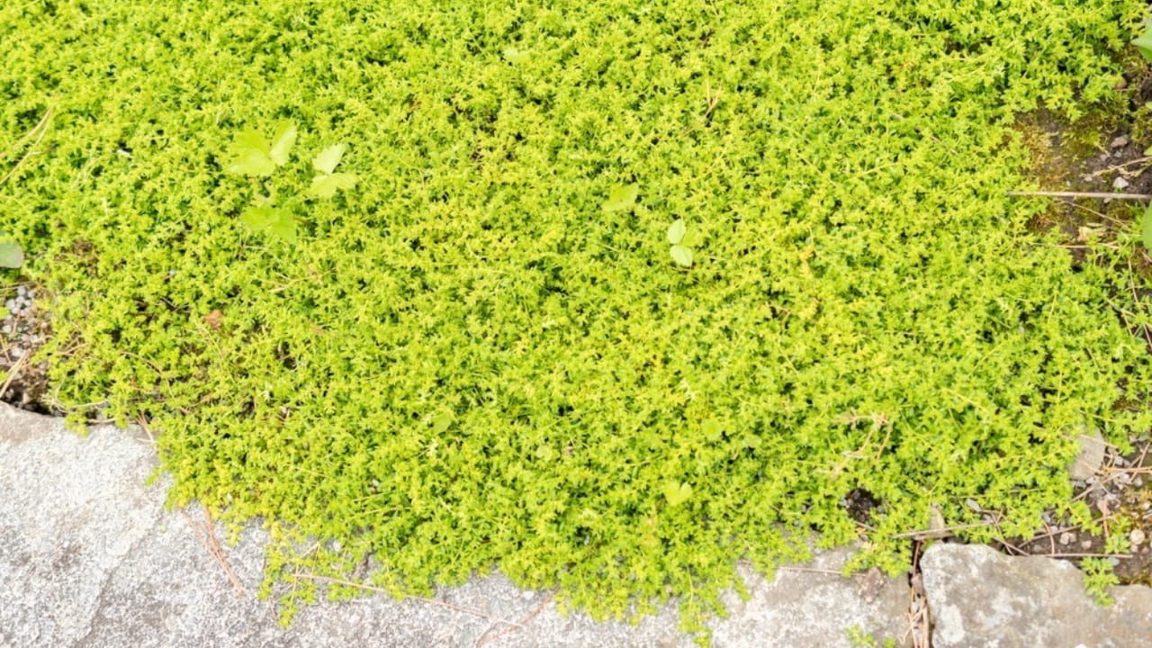 Say Goodbye to Weeds with These 15 Creeping Garden Path Plants 17 Say Goodbye to Weeds with These 15 Creeping Garden Path Plants - rupturewort ss2483243531