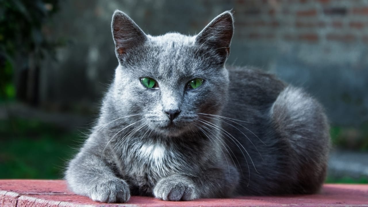 15 Cat Breeds With the Most Mesmerizing Eyes 4 15 Cat Breeds With the Most Mesmerizing Eyes - russian blue ss2208080803