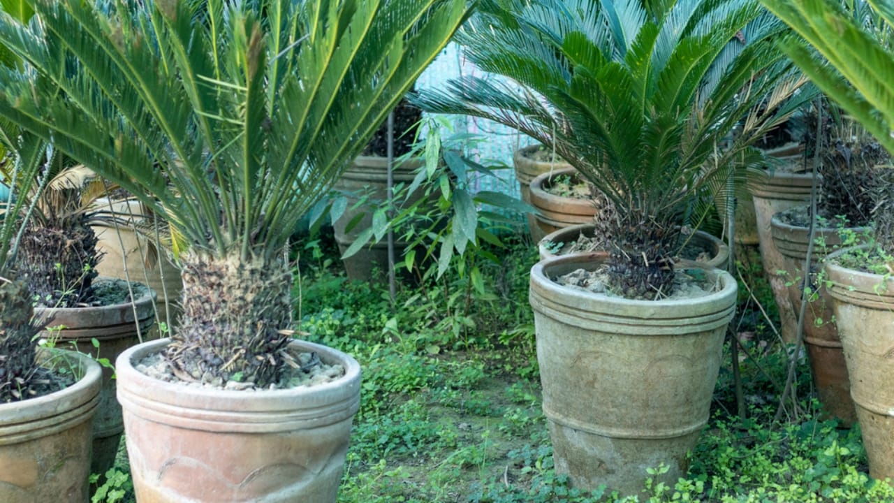 10 Stunning Container Plants Perfect for Shade 6 10 Stunning Container Plants Perfect for Shade - sago palm dp556035190