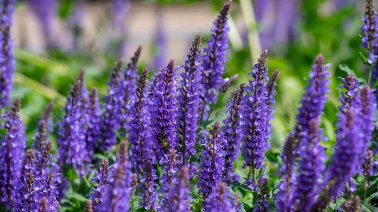 Hummingbirds Can’t Resist These 11 Gorgeous Purple Blooms 2 Hummingbirds Can’t Resist These 11 Gorgeous Purple Blooms - salvia ss1985664719
