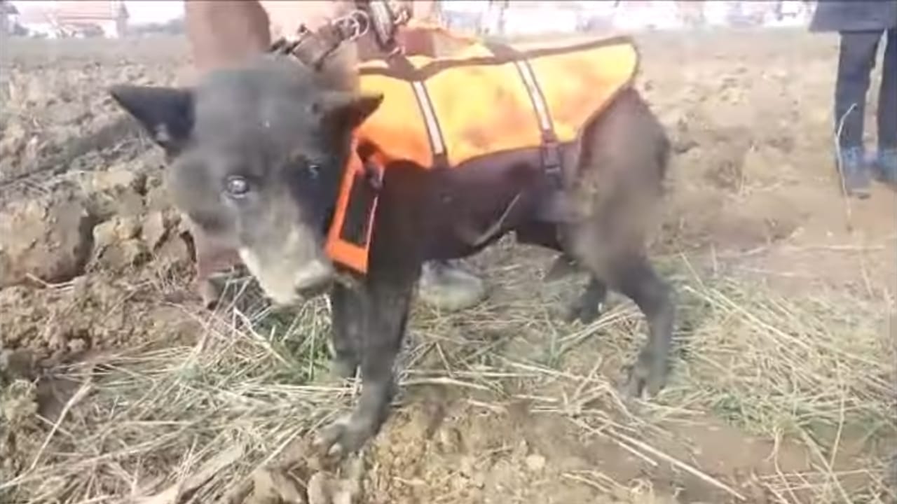 Rescuers Heartwarmingly Save Blind Dog After Month-Long Ordeal Trapped in a Well 5 Rescuers Heartwarmingly Save Blind Dog After Month-Long Ordeal Trapped in a Well - saving christmas 2