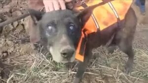 Rescuers Heartwarmingly Save Blind Dog After Month-Long Ordeal Trapped in a Well 1 Rescuers Heartwarmingly Save Blind Dog After Month-Long Ordeal Trapped in a Well - saving christmas fp