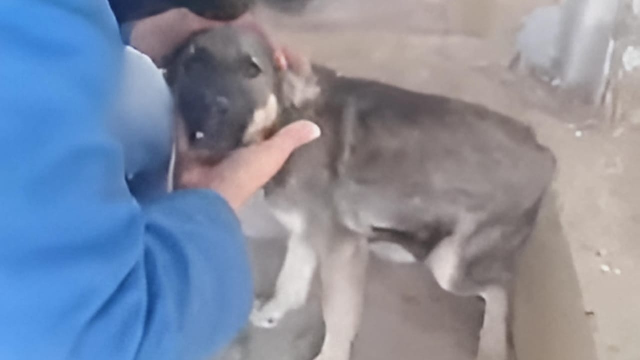 A Dog's Touching Response to Human Affection That Will Melt Your Heart 3 A Dog's Touching Response to Human Affection That Will Melt Your Heart - scared dog 1