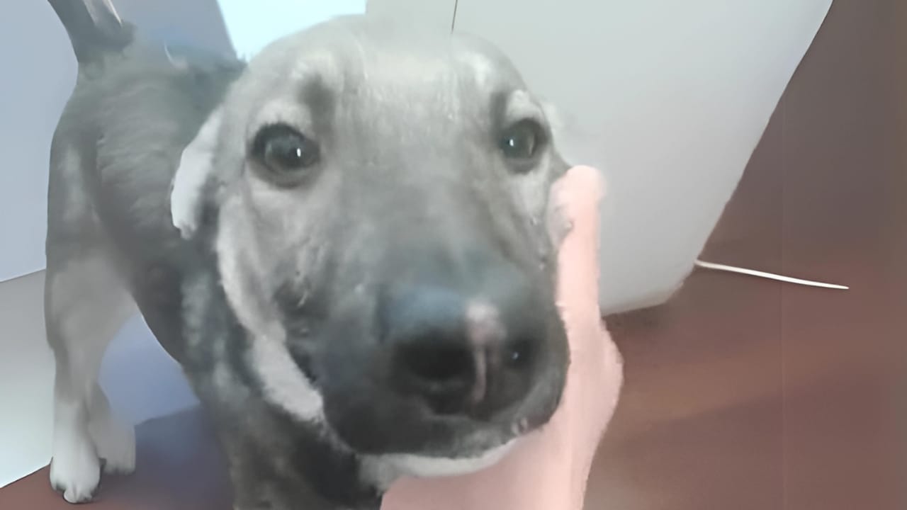 A Dog's Touching Response to Human Affection That Will Melt Your Heart 7 A Dog's Touching Response to Human Affection That Will Melt Your Heart - scared dog 2