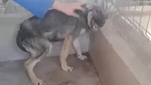 A Dog's Touching Response to Human Affection That Will Melt Your Heart 1 A Dog's Touching Response to Human Affection That Will Melt Your Heart - scared dog fp