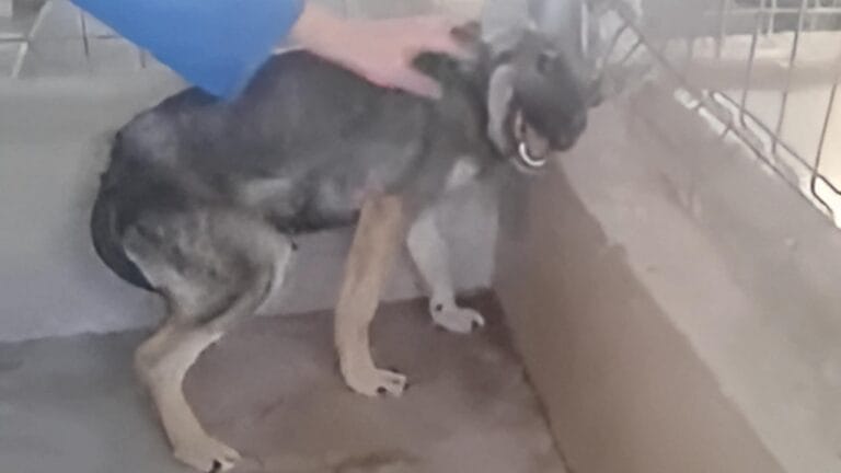 A Dog's Touching Response to Human Affection That Will Melt Your Heart 5 A Dog's Touching Response to Human Affection That Will Melt Your Heart - scared dog fp