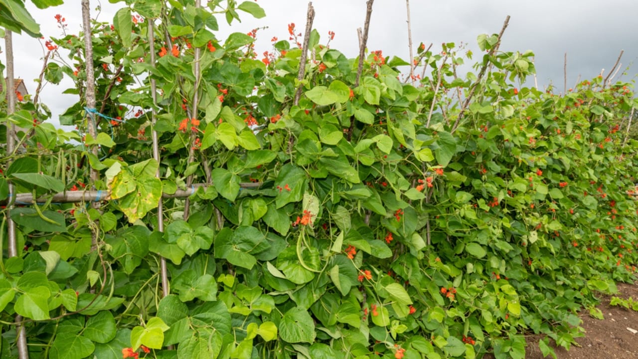 20 Best Vines for Containers That Are Easy to Grow 14 20 Best Vines for Containers That Are Easy to Grow - scarlet runner bean dp542078516