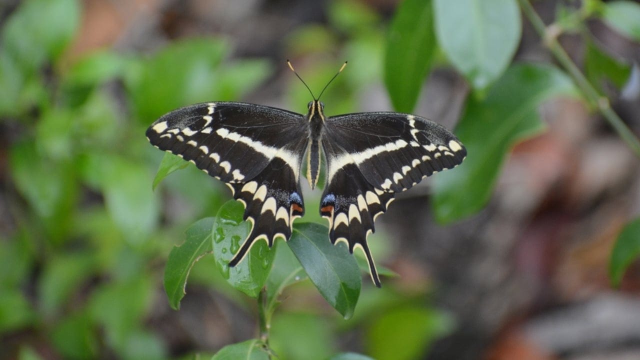 13 of the World’s Rarest Butterflies You’ll Be Lucky to See Even Once 3 13 of the World’s Rarest Butterflies You’ll Be Lucky to See Even Once - schaus swallowtail ss2174390923