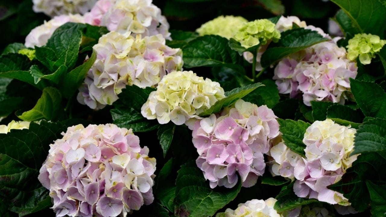 12 Shrubs That Handle Anything & Look Great Doing It - seaside serenade hydrangea ss2314176701
