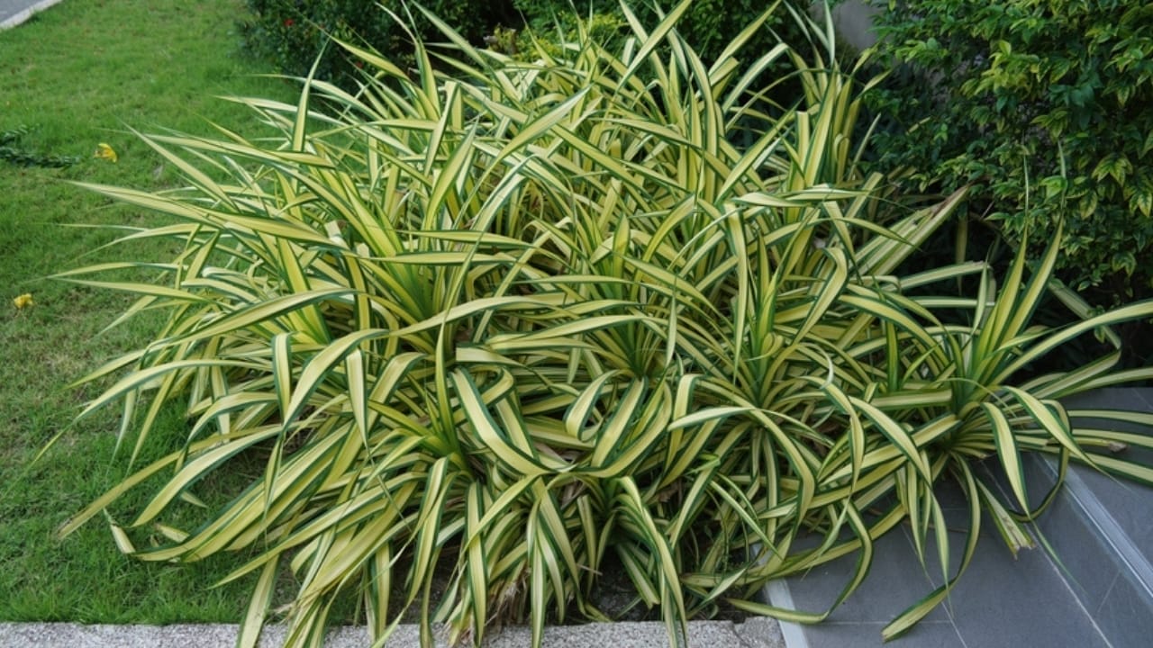 15 Evergreen Perennials for Constant Color & Natural Weed Control - sedge ss2136971069