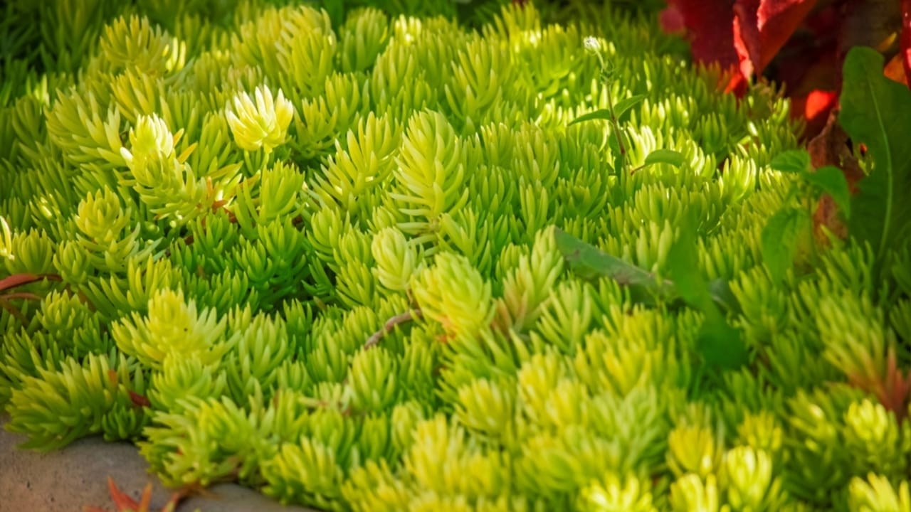 Say Goodbye to Weeds with These 15 Creeping Garden Path Plants 9 Say Goodbye to Weeds with These 15 Creeping Garden Path Plants - sedum angelina ss2367412601