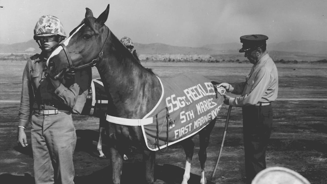 15 Wild Horse Facts Straight from History’s Pages 15 15 Wild Horse Facts Straight from History’s Pages - sergeant reckless wc