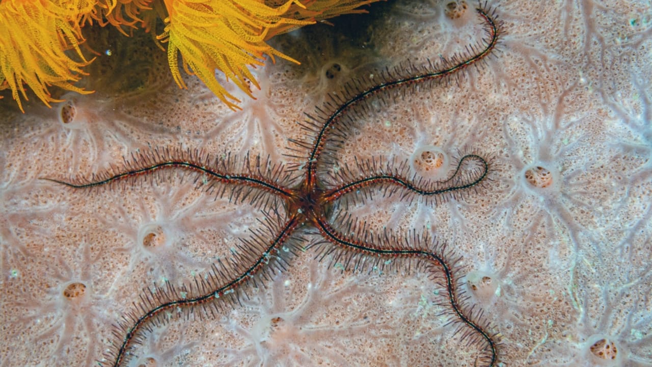 30 Unique Non-Fish Pets to Bring Life to Your Home Aquarium 24 30 Unique Non-Fish Pets to Bring Life to Your Home Aquarium - serpent starfish dp471124026