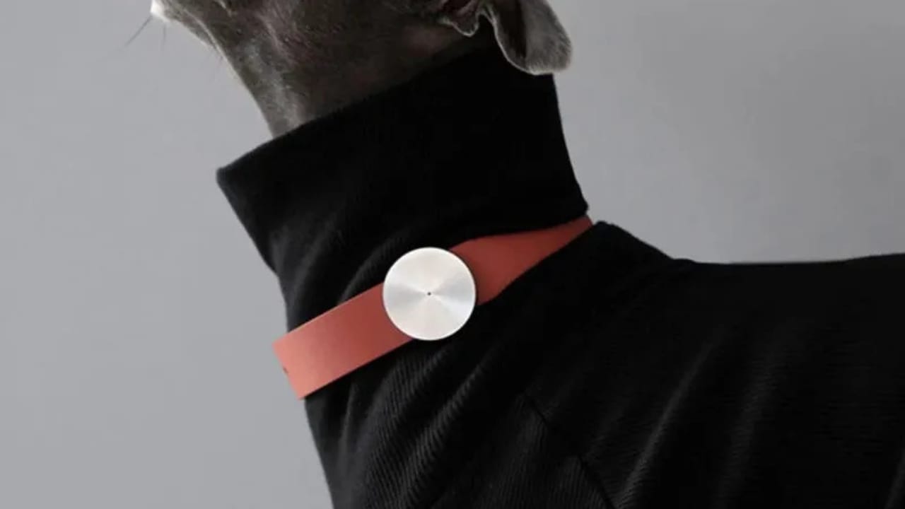 A Collar That Lets Your Dog 'Speak'? Shazam Band's AI Tech Could Change Everything 2 A Collar That Lets Your Dog 'Speak'? Shazam Band's AI Tech Could Change Everything - shazam band 1