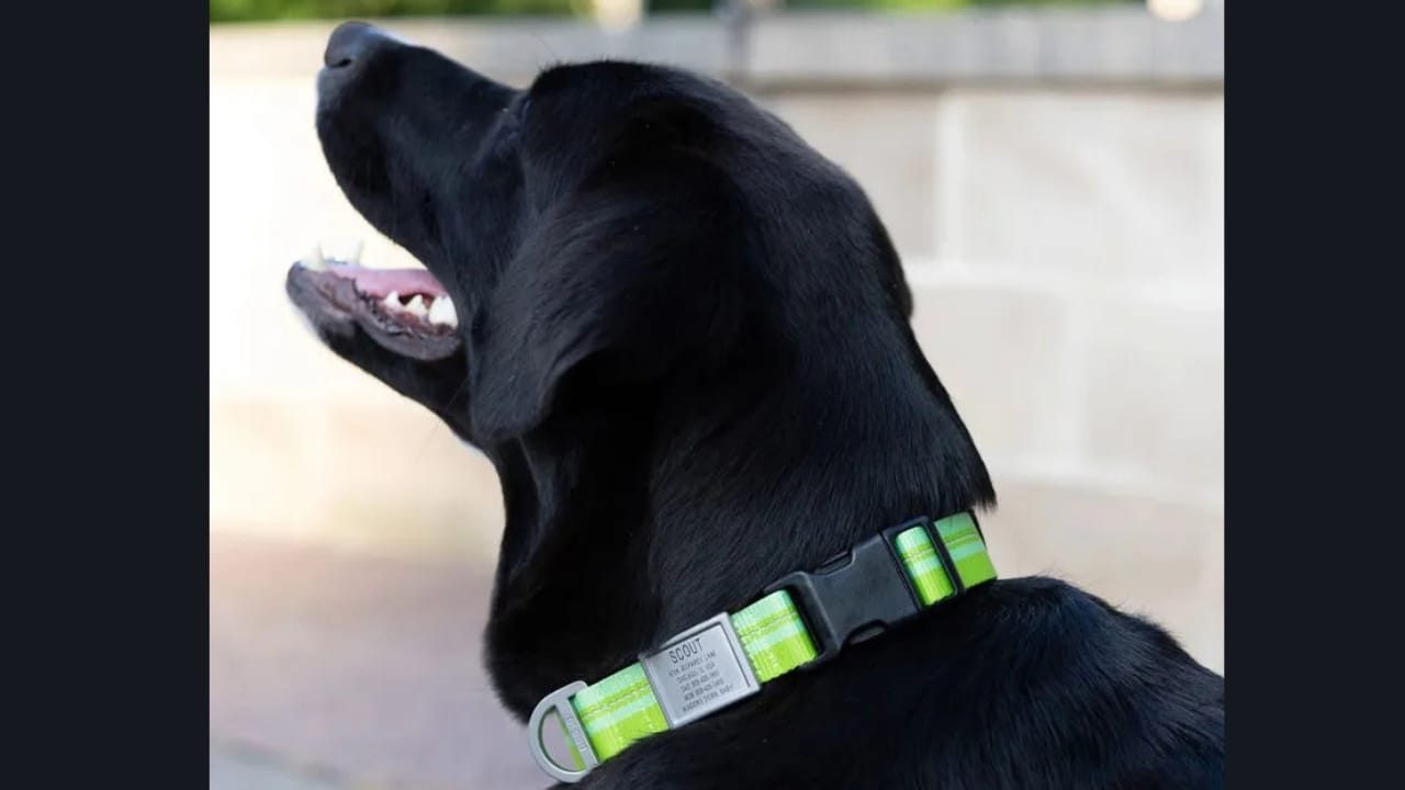 A Collar That Lets Your Dog 'Speak'? Shazam Band's AI Tech Could Change Everything 3 A Collar That Lets Your Dog 'Speak'? Shazam Band's AI Tech Could Change Everything - shazam band 2