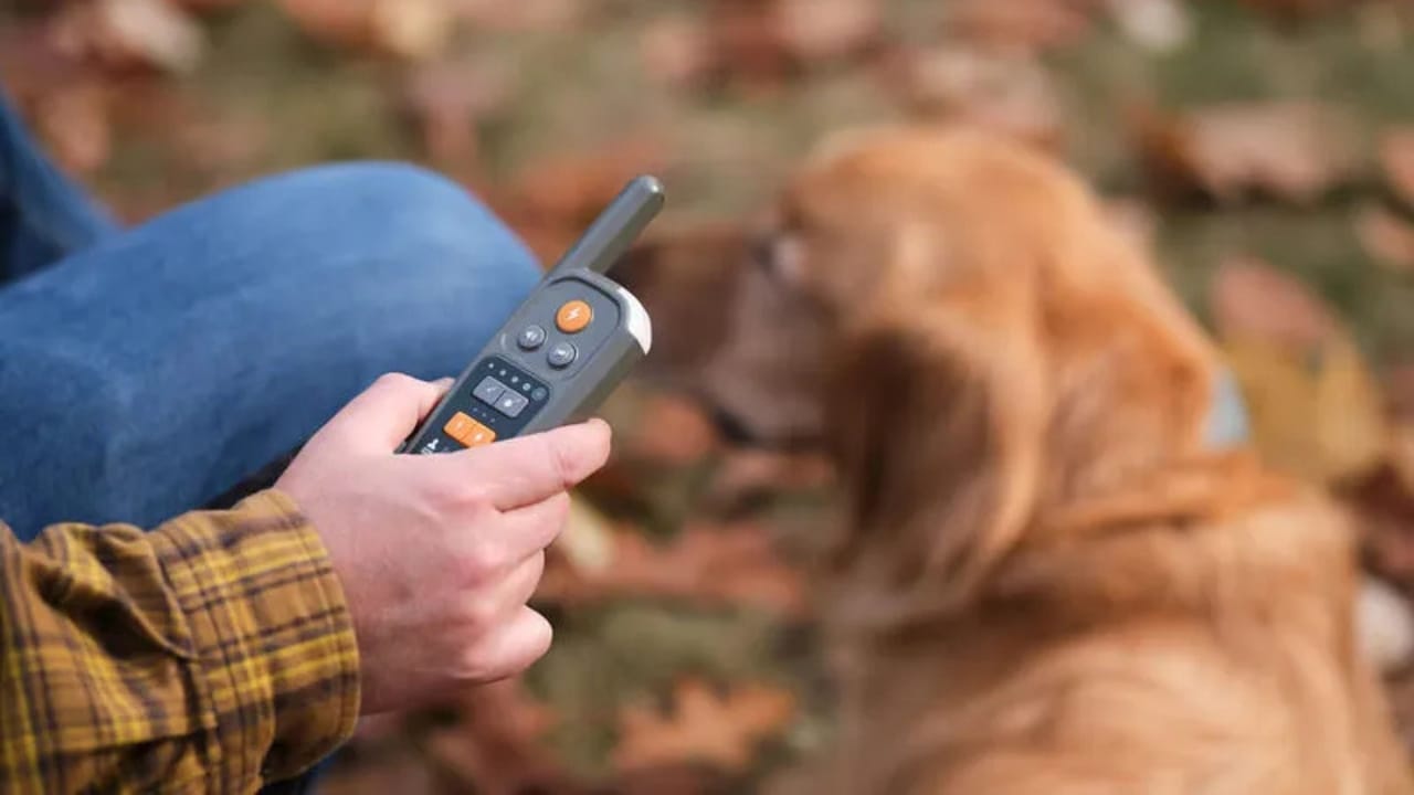 A Collar That Lets Your Dog 'Speak'? Shazam Band's AI Tech Could Change Everything 5 A Collar That Lets Your Dog 'Speak'? Shazam Band's AI Tech Could Change Everything - shazam band 3