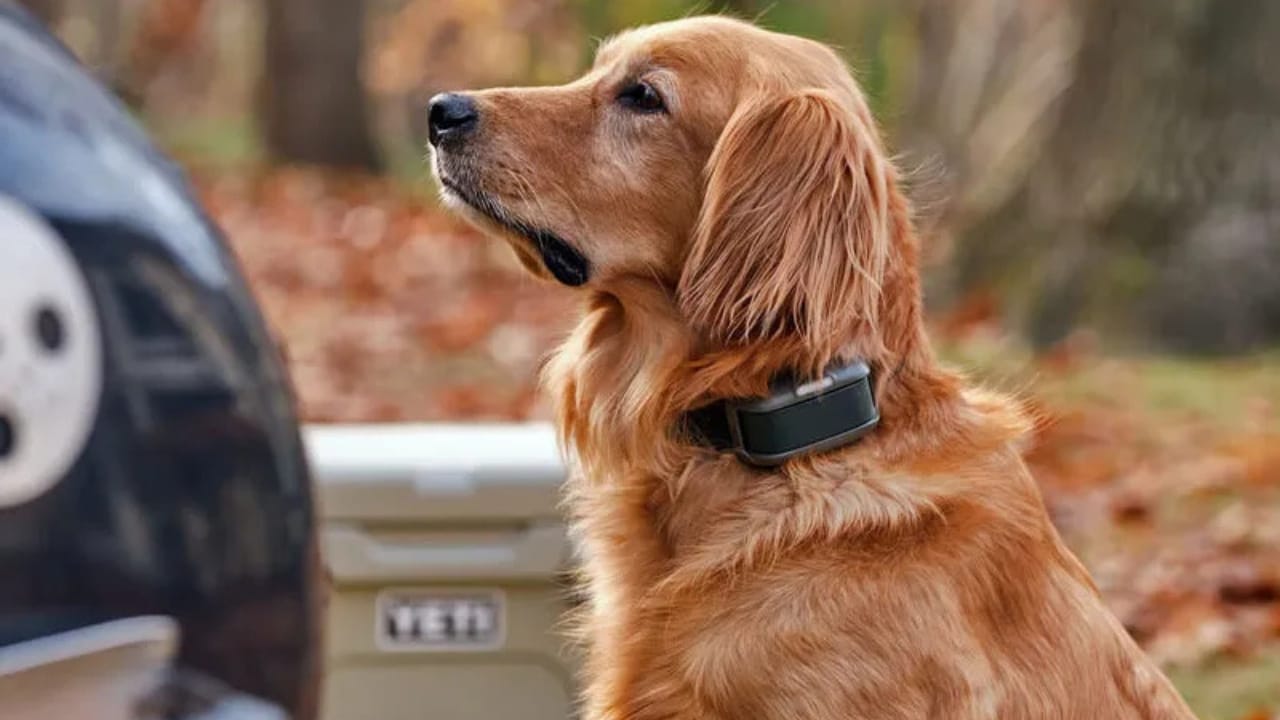 A Collar That Lets Your Dog 'Speak'? Shazam Band's AI Tech Could Change Everything 4 A Collar That Lets Your Dog 'Speak'? Shazam Band's AI Tech Could Change Everything - shazam band 4