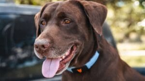 A Collar That Lets Your Dog 'Speak'? Shazam Band's AI Tech Could Change Everything 1 A Collar That Lets Your Dog 'Speak'? Shazam Band's AI Tech Could Change Everything - shazam pet