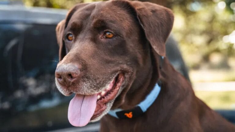 A Collar That Lets Your Dog 'Speak'? Shazam Band's AI Tech Could Change Everything 7 A Collar That Lets Your Dog 'Speak'? Shazam Band's AI Tech Could Change Everything - shazam pet