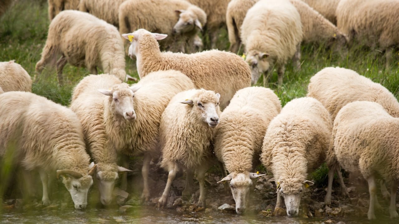 14 Low-Effort Animals for Homesteaders Seeking Simple Farming 11 14 Low-Effort Animals for Homesteaders Seeking Simple Farming - sheeps dp87693896