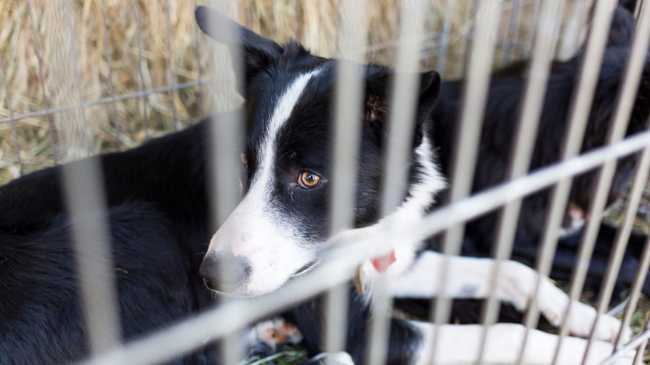 Why ‘Adopt, Don’t Shop’ Matters: 18 Reasons to Skip the Breeder 11 Why ‘Adopt, Don’t Shop’ Matters: 18 Reasons to Skip the Breeder - shelter euthanasia dp81803788