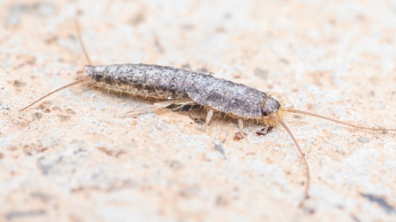 5 Pests Likely to Invade Your Drains This Fall (and How to Stop Them) 5 5 Pests Likely to Invade Your Drains This Fall (and How to Stop Them) - silverfish ss2345603233