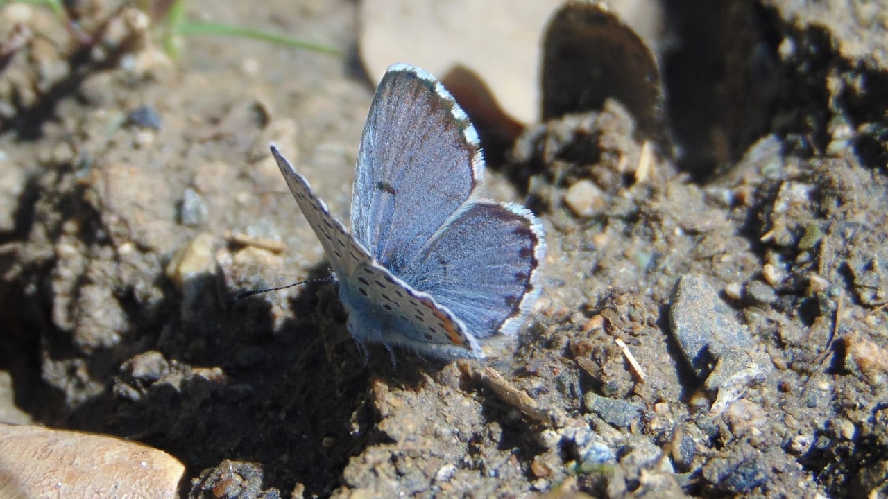 13 of the World’s Rarest Butterflies You’ll Be Lucky to See Even Once 6 13 of the World’s Rarest Butterflies You’ll Be Lucky to See Even Once - sinai baton blue wc
