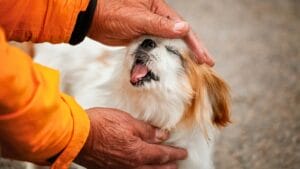 10 Unique Traits That Make the Japanese Chin Irresistible 1 10 Unique Traits That Make the Japanese Chin Irresistible - small white dog breed japanese chin ss2204106215 degm