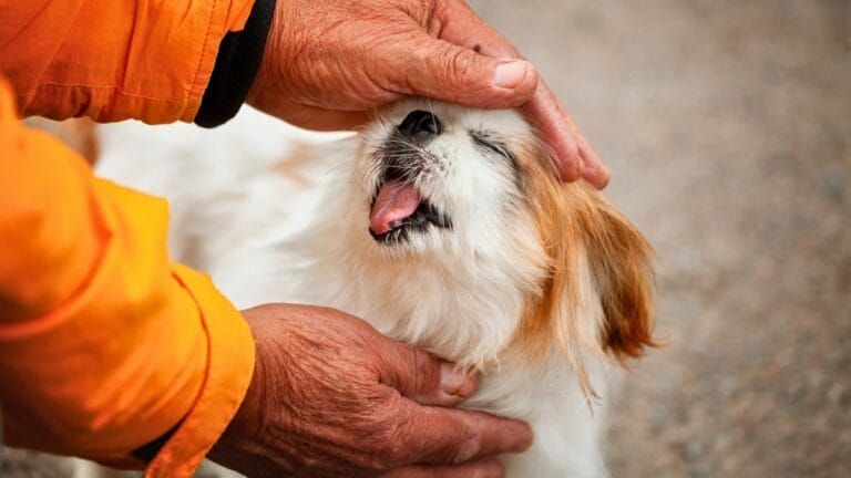 10 Unique Traits That Make the Japanese Chin Irresistible - small white dog breed japanese chin ss2204106215 degm